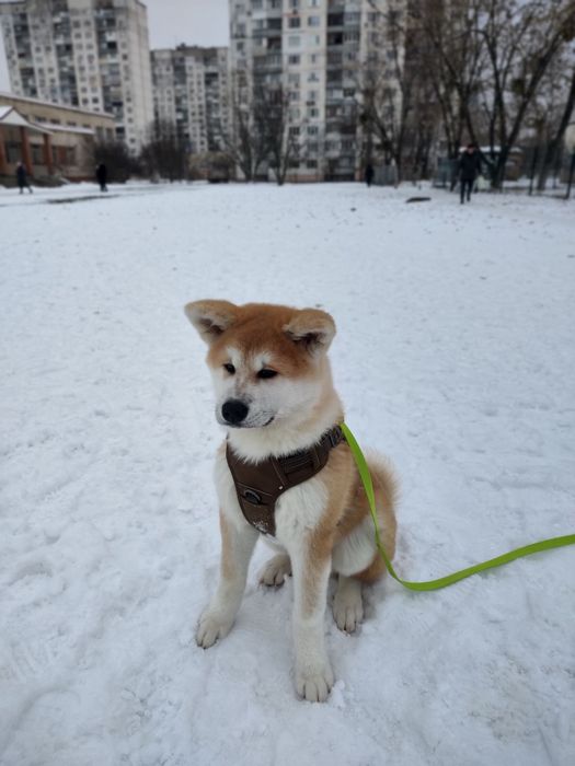Кінолог Київ Дресирування Собак