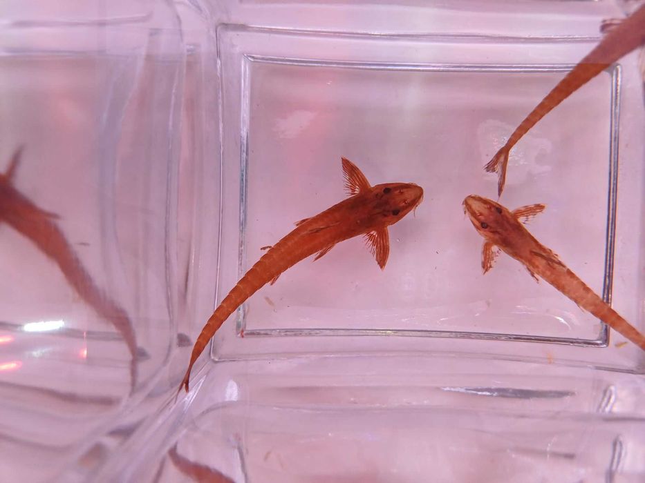 Zbrojnik Loricaria Red