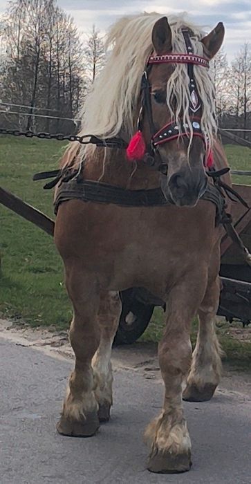 Ogier sokólski programowy