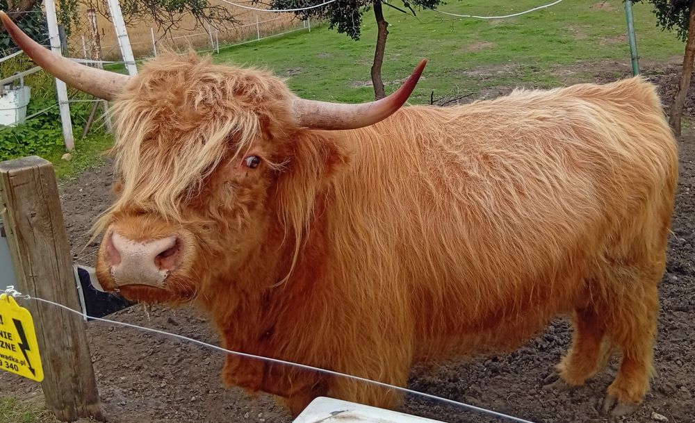 Bydło, krowy, byki, jałówki, mięsne szkockie Highland stado 12szt.