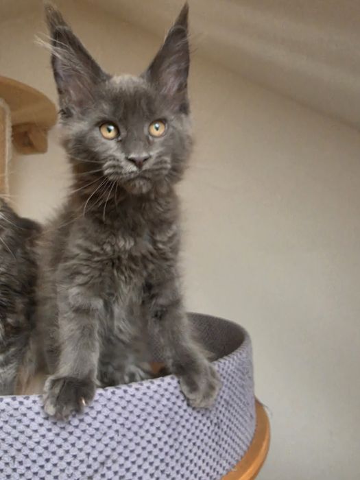 Niebieska Dymna Koteczka Maine Coon