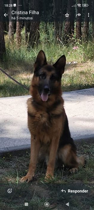 Pastor Alemão com lop