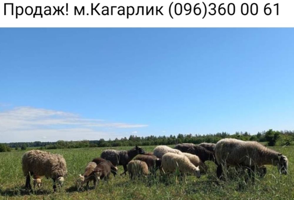 Продаж баранців.