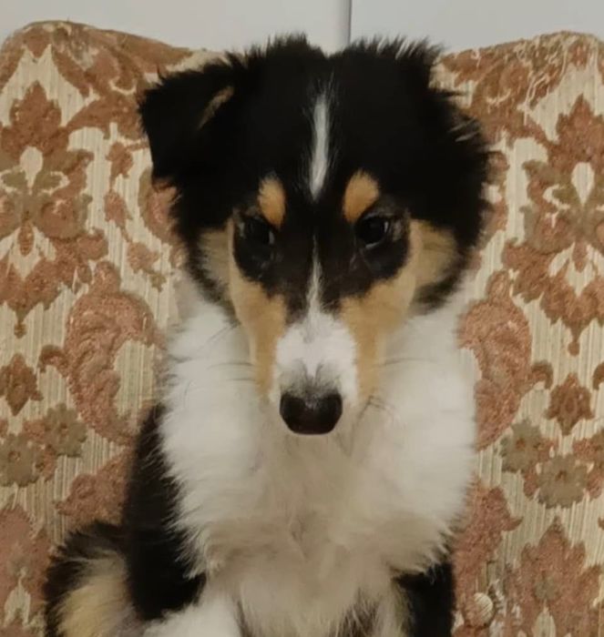 Owczarek szkocki collie