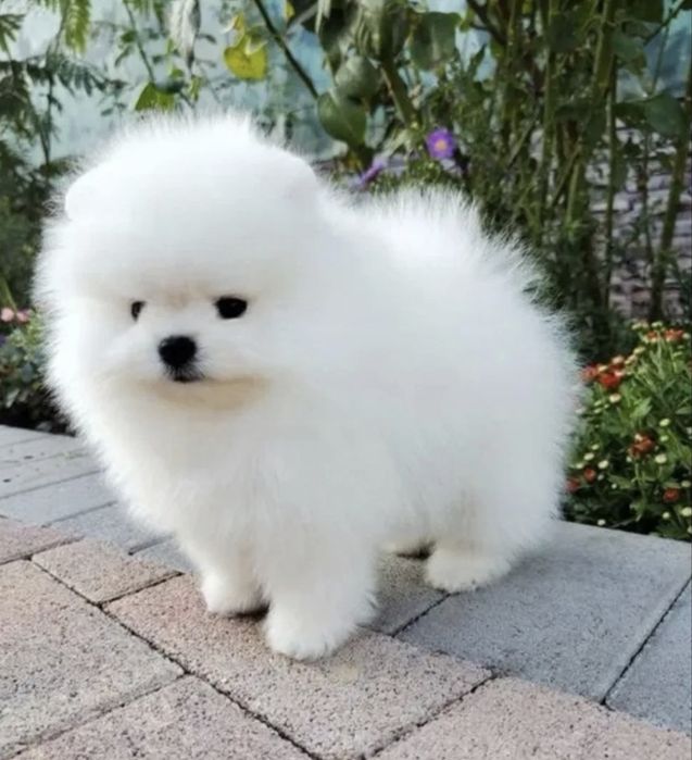 Spitz fantastica menino mini