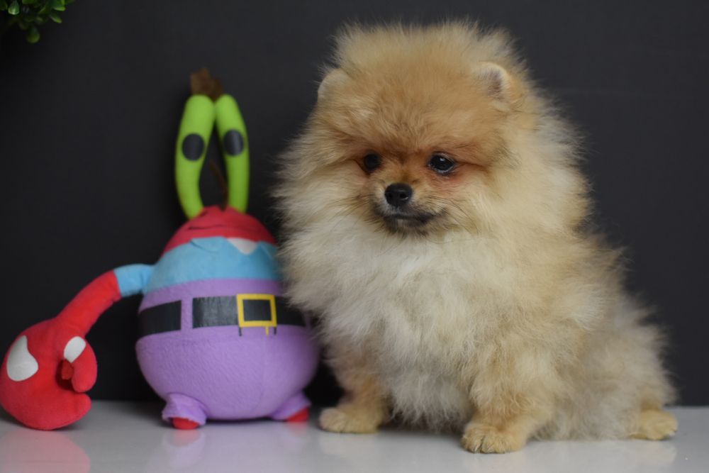 Гарні хлопчики померанчики шпиці