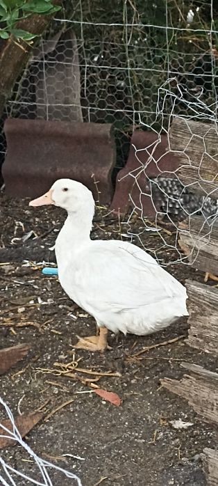 Vendo 1 pato e 3 patas
