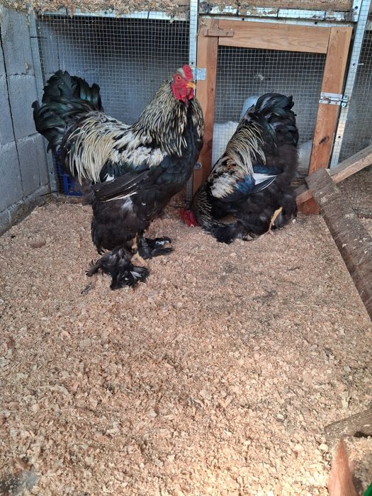 Brahma disponiveis