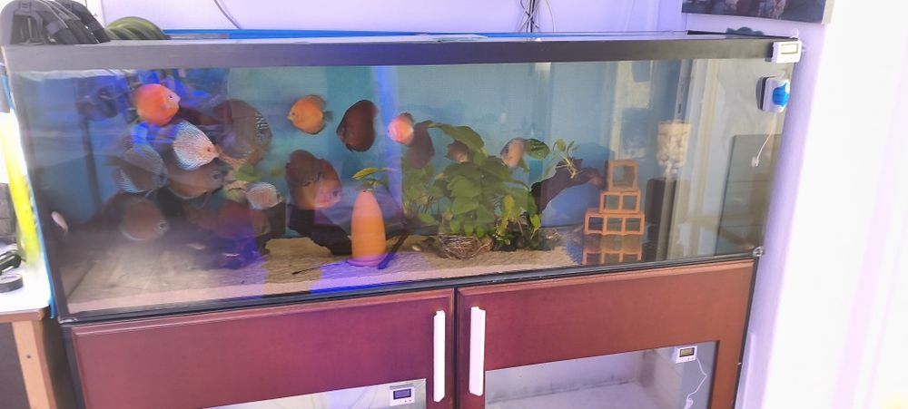 Aquário completo