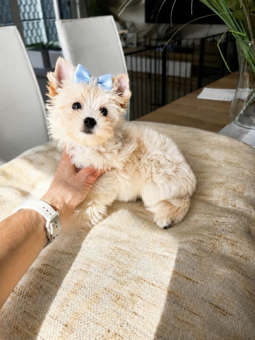 Cudowny chlopczyk Yorkshire Terrier