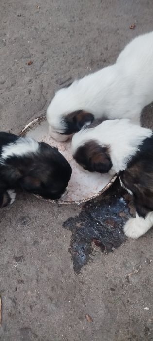 Милі песики безкоштовно віддам.