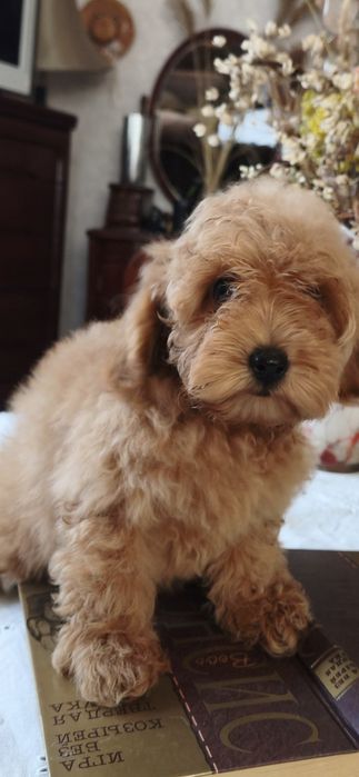 Той пудель ксу девочки и мальчики