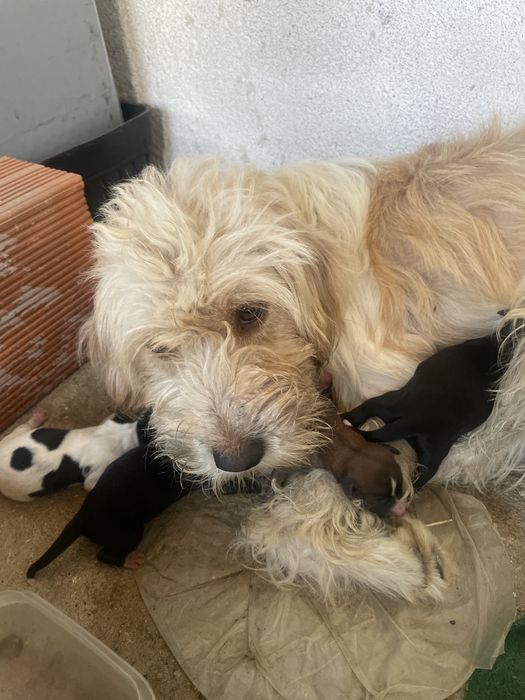 Cães Recém-nascidos para doar!