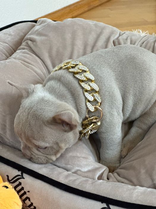 Американський буллі покет лілова