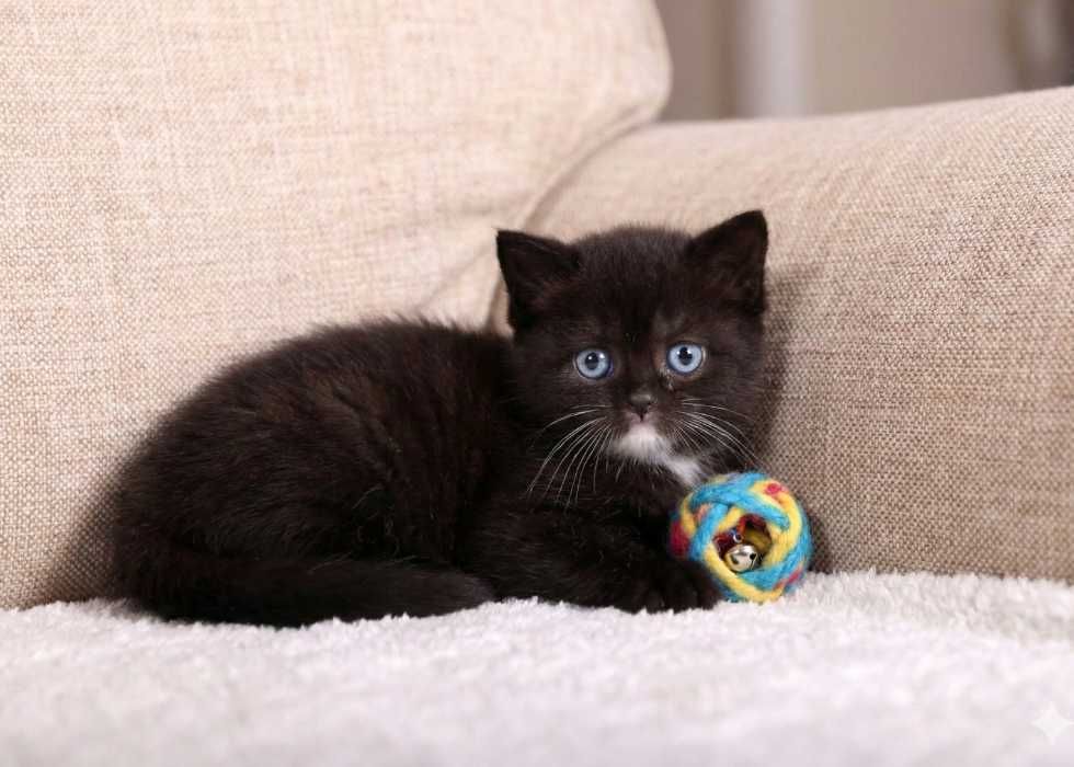 Породиста шотландская Скоттиш Страйт. Дівчинка!