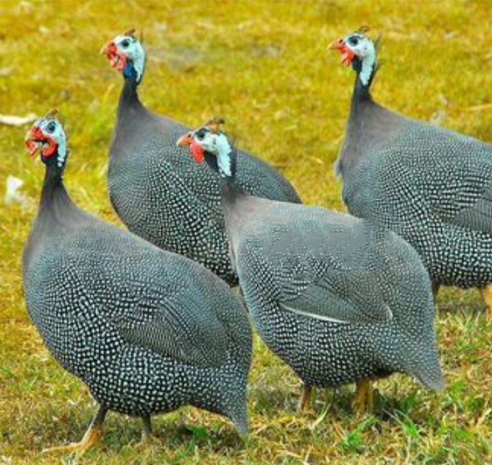 Цесарки ,цесарі