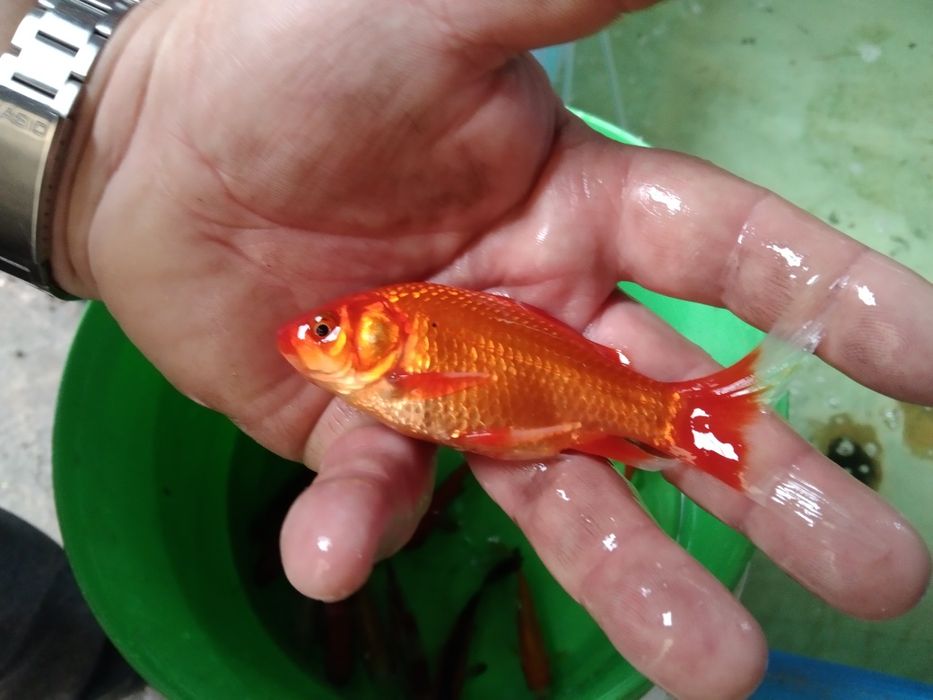 Karaś ozdobny koi butterfly orfa złoty amur lin