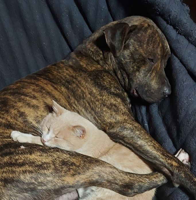 !Пропала собака!