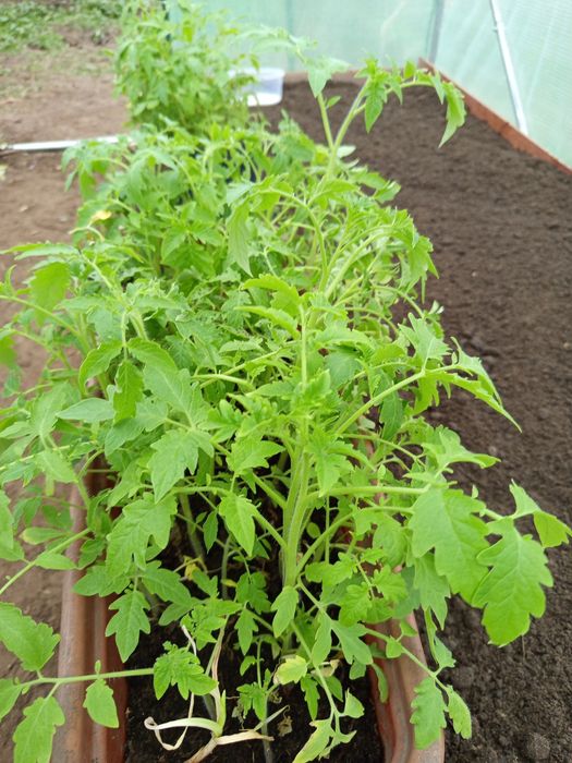 Sadzonki pomidora
