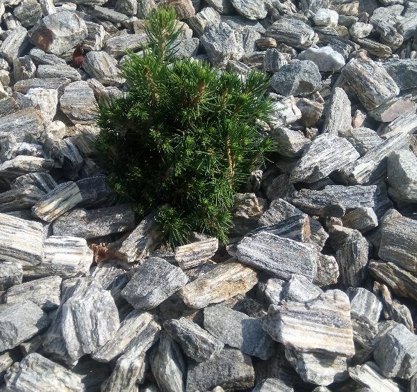 Kora kamienna szara gnejs kamień naturalny pasiasty darmo DOSTAWA głaz