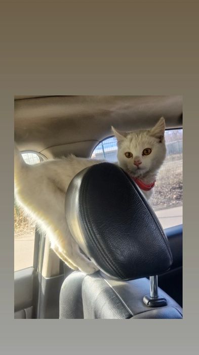 Отдам белого котенка, мальчик, 4 месяца