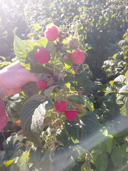 Продам саджанці малини