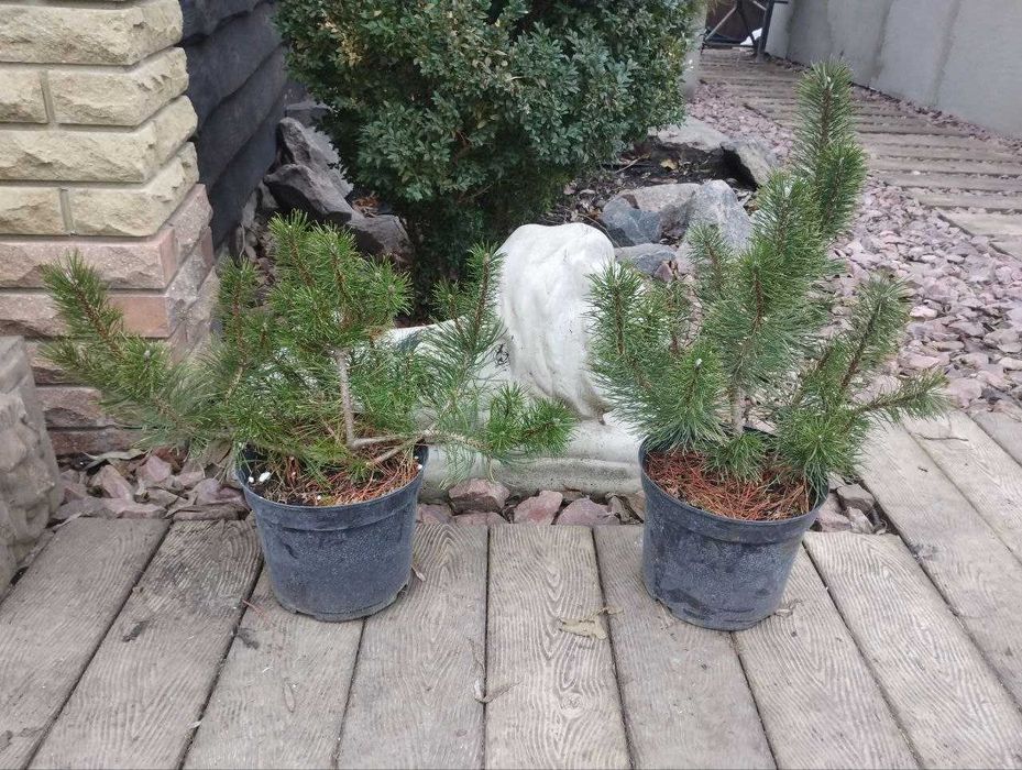 Туя шаровідна, сосна гірська, верба на штамбі, гортензія метельчата,