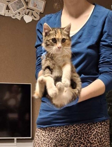 Кошенятка в хороші руки