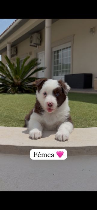 Border collie.. fêmea