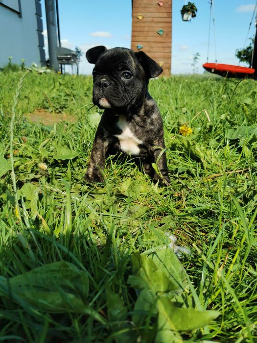 Buldog francuski