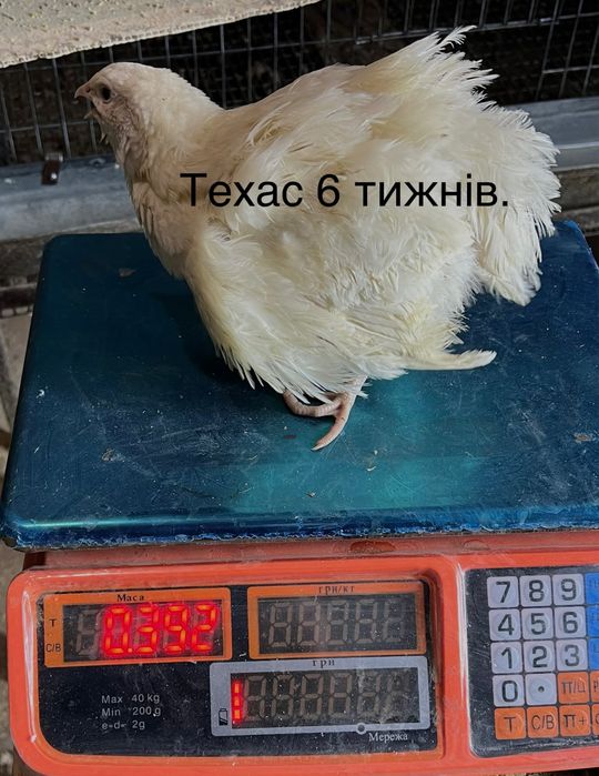 Перепілки,інкубаційні яйця