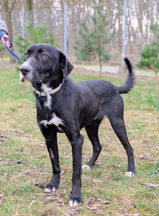 Tristan duży pies o cudownym sercu do adopcji!
