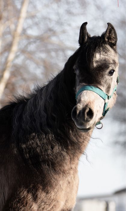 Koń arabski hodowla NK 4lata, wałach