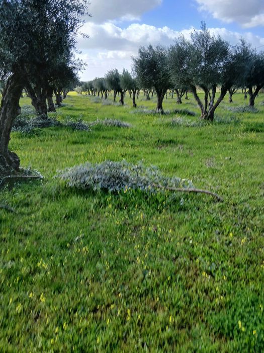 Serviços de limpezas de terrenos