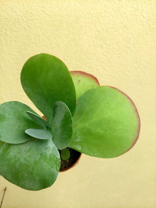 Suculenta Kalanchoe- Orelha de Elefante