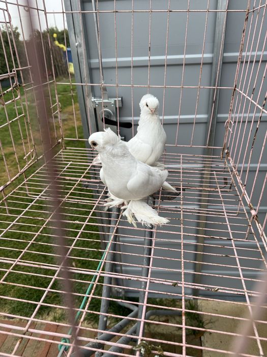 Sprzedam pare krulewskie