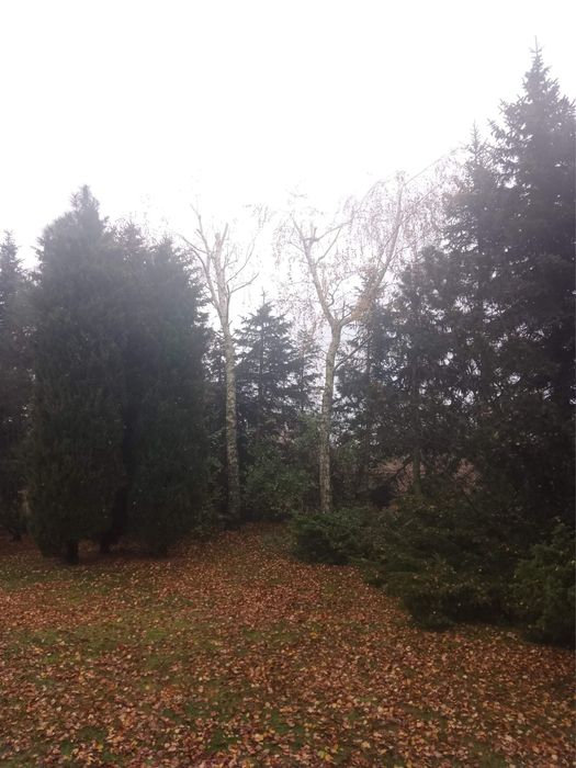 Wycinka drzew oraz mielenie gałezi