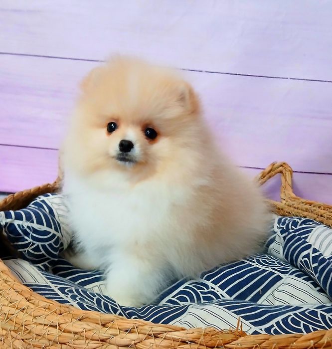 Хлопчик 2,5місяці померанського шпіца