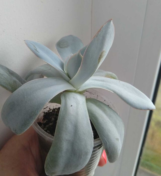 Echeveria cante эхеверия эчеверия суккулент