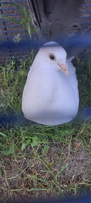 Sprzedam pawie z czarnymi ogonami