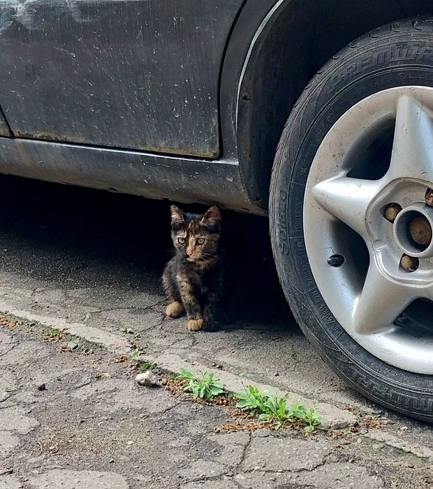 Маленькі кошенята шукають дім! А дорослі котики — допомогу зі стериліз