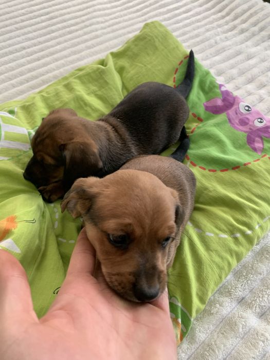 Цуценята породи «такси»