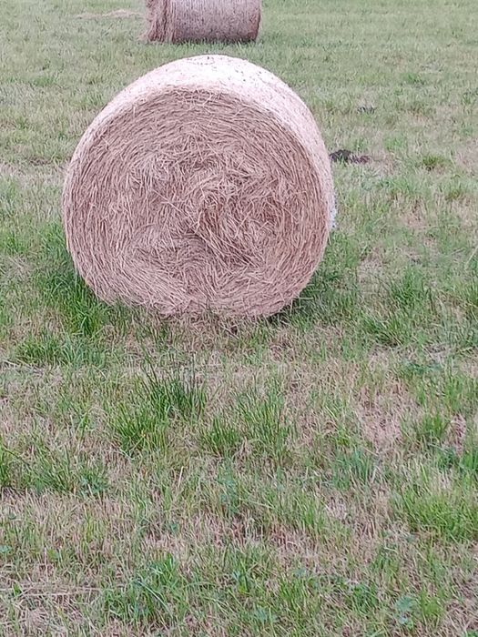 Siano dla koni,bydła