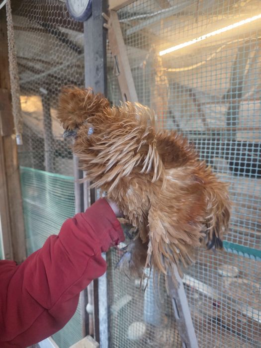 Kury rosy kury silki kury araukany naturalne ekologiczne kury