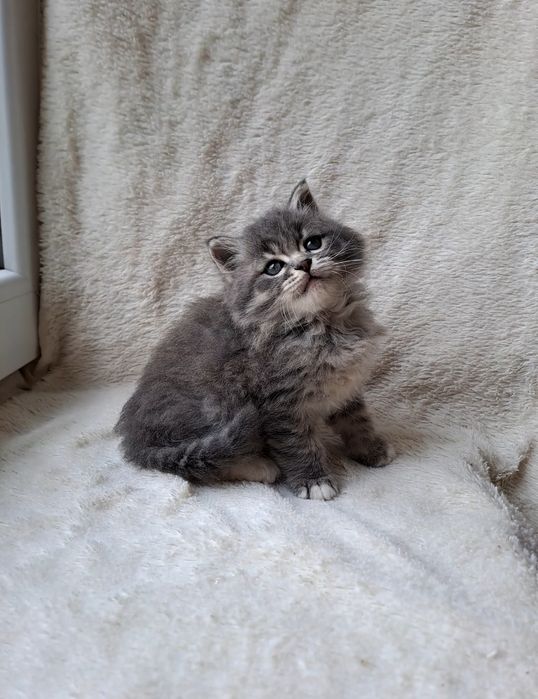 Миленькая сибирская девочка