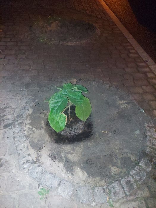 Sadzonki drzewo tlenowe paulownia oxytree, gratis system nawadniający