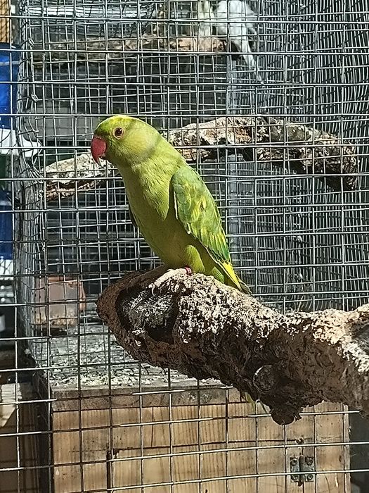 Troco ou vendo verde malhada