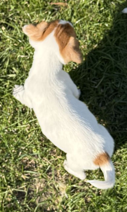 Jack Russel Terier piesek