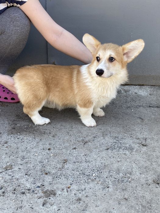 Вельш-корги (мальчики и девочки)