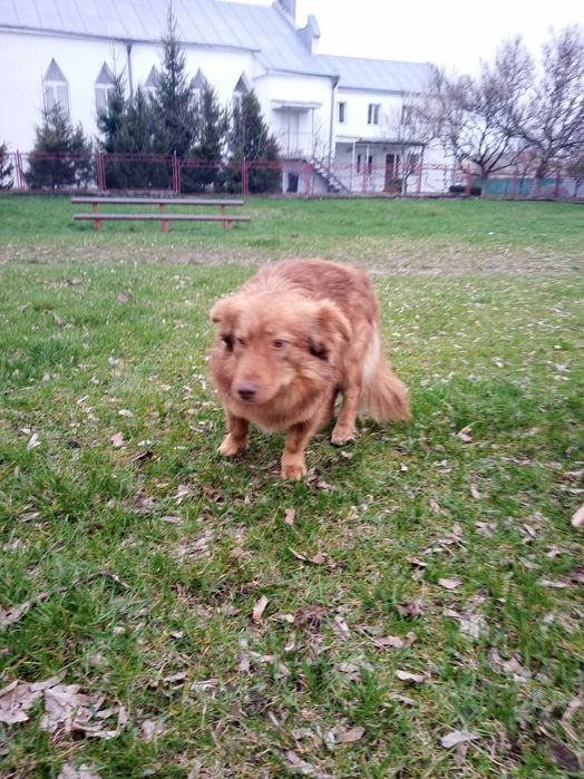 Подарую собачку ..